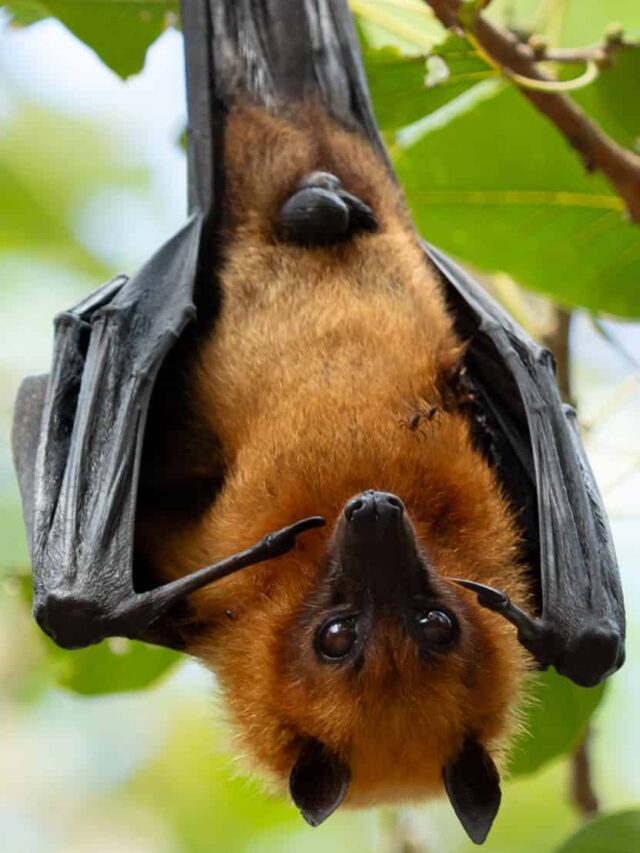 fruit bat hanging tree forest lyle s flying fox Low
